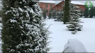 Заснеженные хвойные в моём саду. Как я лечила Пендулу. Питомник 🌹 и 🌲 Е. Иващенко