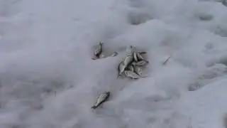 плотва