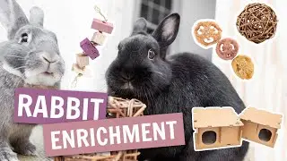 All About Rabbit Enrichment