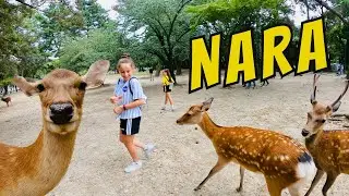 Attenzione ai Cervi di NARA in GIAPPONE!!! 
