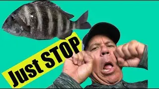 Easy Method How To Clean A Sheepshead