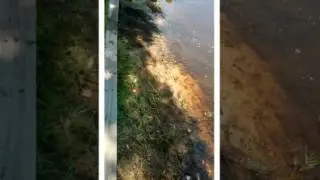 Chlorophyll Land and Lake Landscape Solutions
