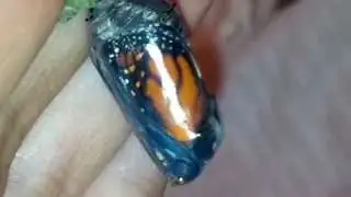Miracle Monarch Butterfly Emerges From Damaged Chrysalis: A Rescue Story!