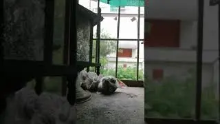 A KITTEN TRY TO PRETEND TO ME THAT HE IS DEAD