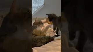 🐈‍⬛🐈#люблюнемогу #хорошо #смешнойкот #catvideos #cat #funnyshorts #моикотики#забавныемоменты#short