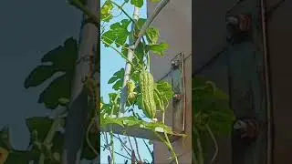 Seger bgt pagi2 liat pemandangan kaya gini⁉️ #viral #kontenkreator #viralvideo #shortsviral #shorts
