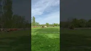 Коровы идут на Пашу #весна #animals #nature #коровы