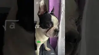 No lo habia notado 🥲🤔 #tendencias #cachorro #bostonterrier #dog #humor #perros #bostonterrierlove