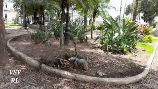 Praça na rua do Liceu em Campos dos goytacazes