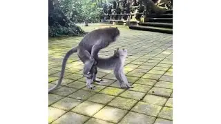 Hilarious meme compilation V009