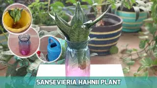 EPISODE 25 THE BEST WAY TO GROW SANSEVIERIA HAHNII PLANT IN WATER