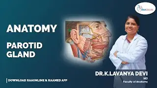 Parotid Gland