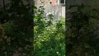 Мастер изготавливает клетку для цыплят 🐤🐤🐤🔨🔨🔨