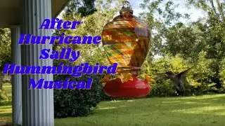 After Hurricane Sally (Hummingbird Musical) | 2020