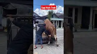 SAPI NAIK TRUK 