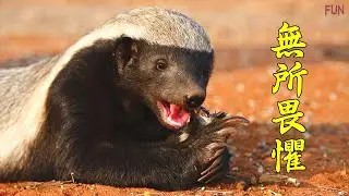 砍刀、劇毒、猛獸 牠都不怕！| 為什麼蜜獾這麼無所畏懼？