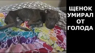 ЩЕНОК ИЗМУЧЕННЫЙ ГОЛОДОМ. Вы не узнаете эту собаку после лечения.  Ветеринарное ранчо