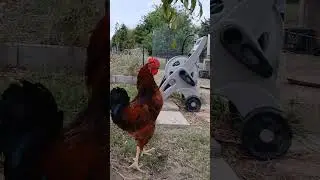 Gallos color rojos
