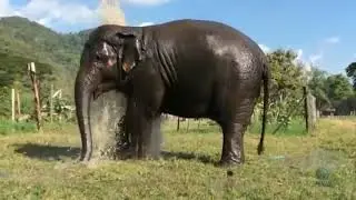 ELEPHANT CAR WASH