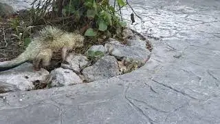 Mexican tree (hairy) porcupine Мексиканский древесный дикобраз