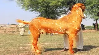 اكبر واضخم انواع الاغنام والماعز  حول العالم , انواع من الماعز  لم  تراها فى حياتك (سبحان الله)
