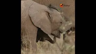 Not one but TWO elephant calves drinking from Mom! #wildlife #africansafari #elephant #animals #cute
