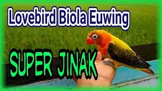 Lovebird Biola Euwing Super jinak 