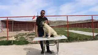 KANGAL YAVRUSU NASIL ANLAŞILIR