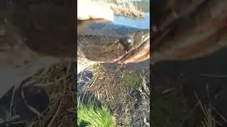 ЗМЕЕГОЛОВ .