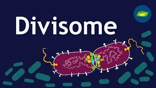Bacterial divisome core complex I The Architect of Bacterial Cell Division | Basic Science Series