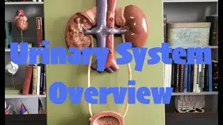Urinary Overview