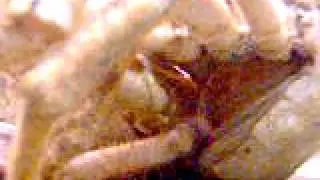 Accoppiamento Granceola