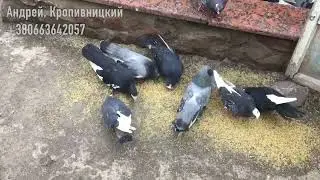 Голуби