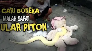 WASPADA!! Sarang Hewan Tak Terduga Yang Pernah ada Di tempatmu!!