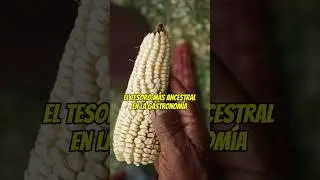 El maíz es el cultivo agrícola más importante. 🌽🌎❤️ #agricultura #tierrafértil #maiz #viralvideo