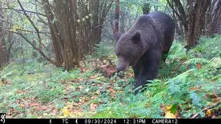 Large Eurasian brown bear passes camera trap.