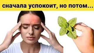 Выскребает 100 Болезней Сердца, Желудка, Почек! Вот Что Творит Мята...