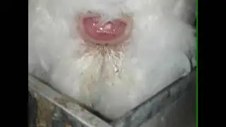 (viral) Ayam brtelur seperti orang beranak??