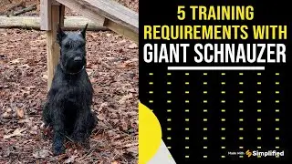 5 Training Requirements With Giant Schnauzer