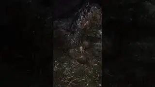 отел пошёл хорошо, теленочек жив и здоров