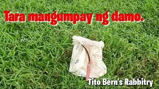 Unli grass Supply | Tito Bern's Rabbitry