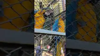 Chittagong zoo🐦🐦