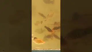 Аква