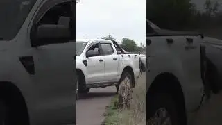 Leopard Killing Hyena - Amazing