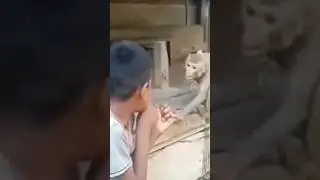 Video lucu hewan dan manusia