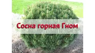 Сосна горная Гном (gnom) 🌿 Обзор: посадка и уход. крупномеры сосны Гном: описание и особенности