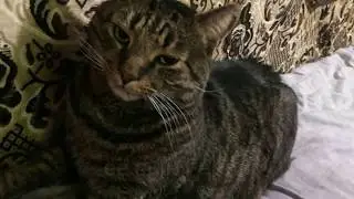 КОТоПЁС и моя Джеся