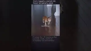 Мой старый пес 