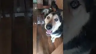 Красивый пёсик    #собака #dog #dogs