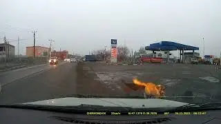 Спас пса от его собратьев